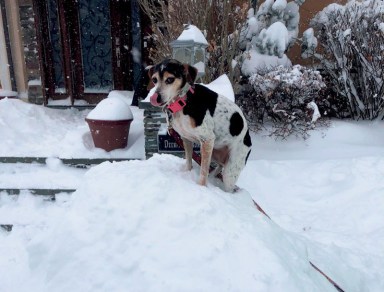SnowDog_011018Ab