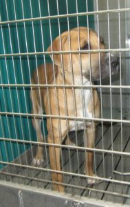 Tori, one of the dogs involved in the attack.