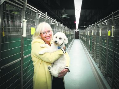 TownAnimalShelterMicrochip_111115.A
