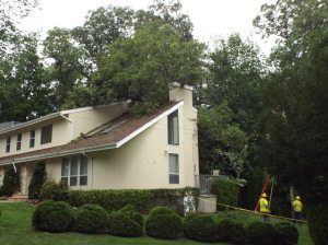 Tree080215