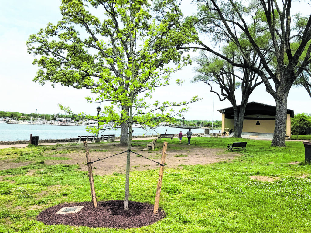 TreeHonor_A