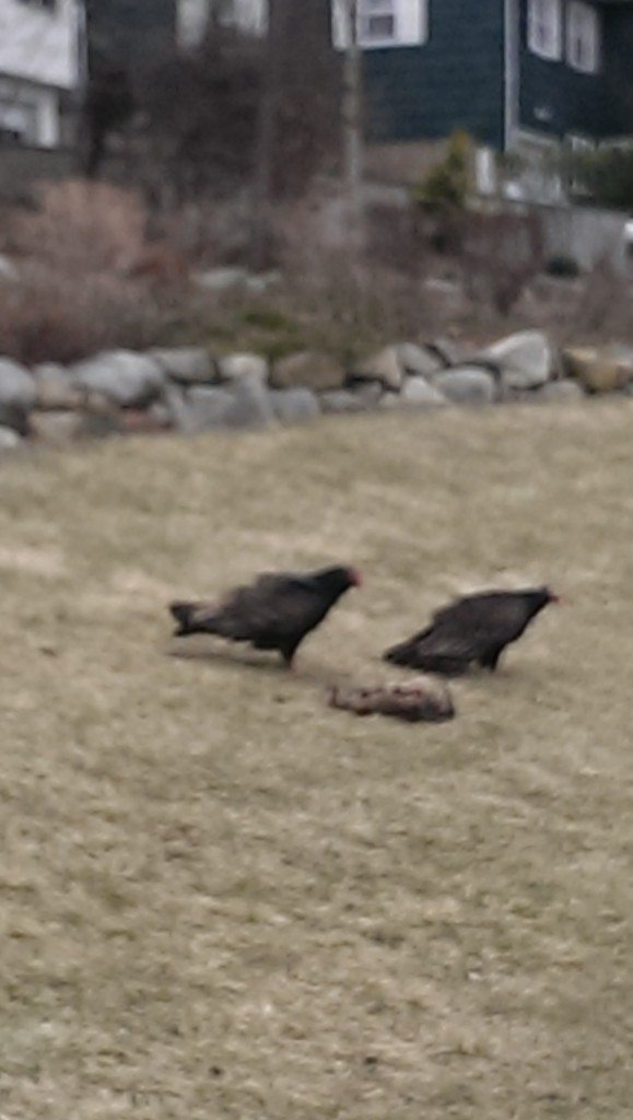 Vultures_040115B