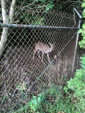 Westbury Deer_WEB