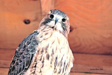 Wildlife_A