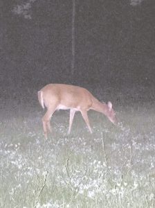 Wildlife A 768x1024 1