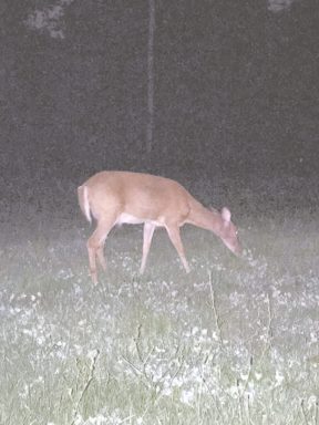 Wildlife_A