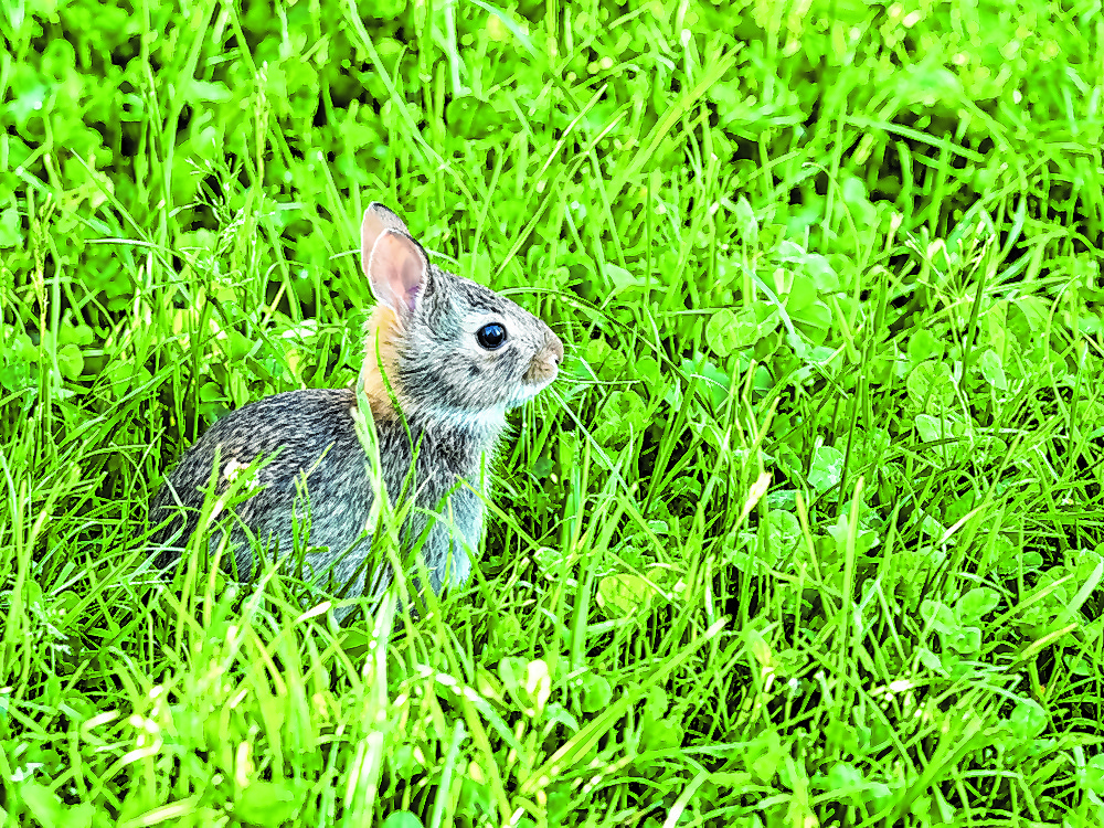 Washington,State.,Eastern,Cottontail,,Baby,Rabbit