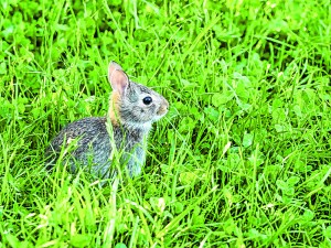 Wildlife A