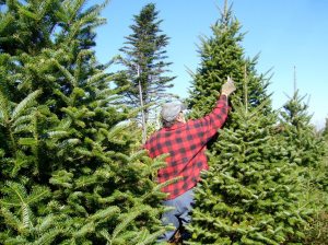 Balsam_Fir_Christmas_Tree_Pruning