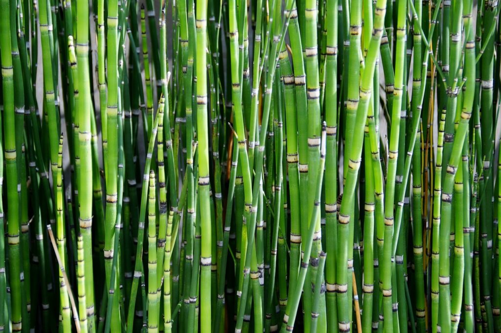http://hicksvillenews.com/wp-content/uploads/2017/11/bamboo-800869_1280.jpg