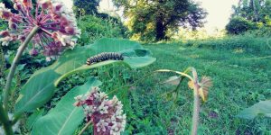 cat at gugg. 2 1024x512 1