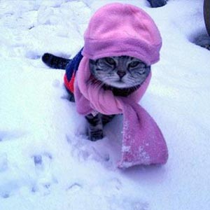 cat