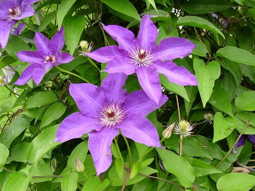 clematis2