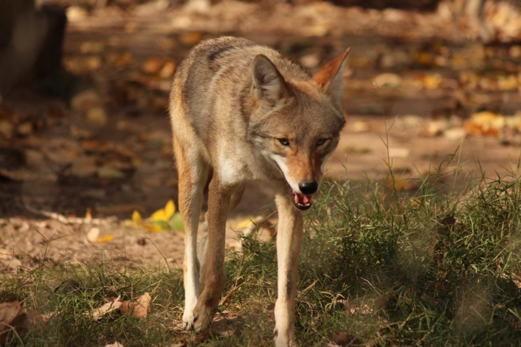 http://roslyn-news.com/wp-content/uploads/2018/09/coyote-3558415_1280.jpg