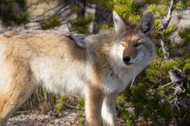 coyote-948817_1280