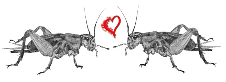 crickets