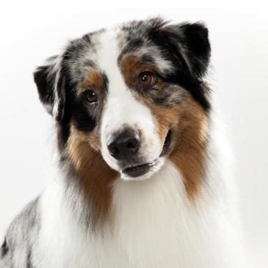 dog-breed-selector-australian-shepherd