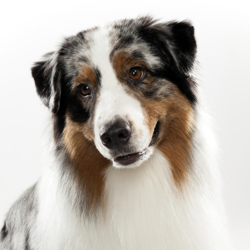 dog-breed-selector-australian-shepherd