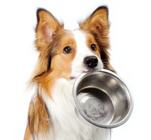 dog with bowl