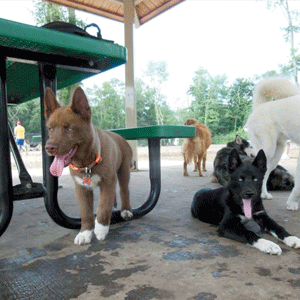 dogs