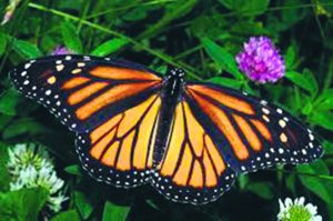 Monarch butterflies