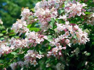 Kolkwitzia amabilis (Photos by Josephine Borut)