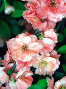Quince cameo (Photos by Josephine Borut)