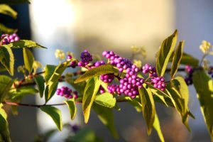 Callicarpa berries