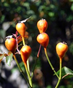 Rose hips are the fruit of the rose plant.