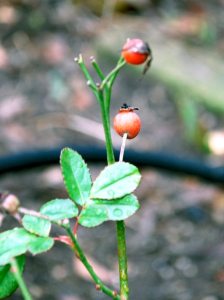 Sally Holmes rose hip