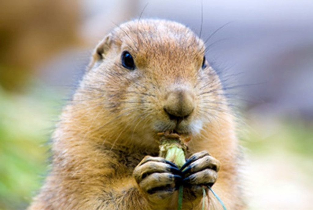 groundhog-day