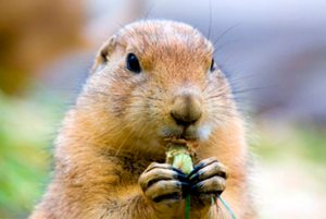 groundhog-day