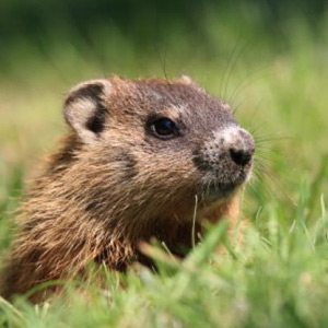 groundhog