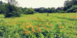 guggeinheim preserve butterfly mildweed 1024x512 1