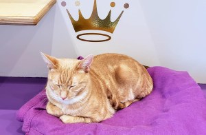 hallmark channel room 6