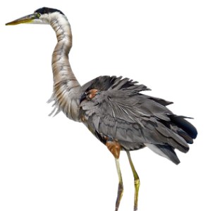 heron