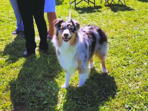 kennelclub b 1024x769 1