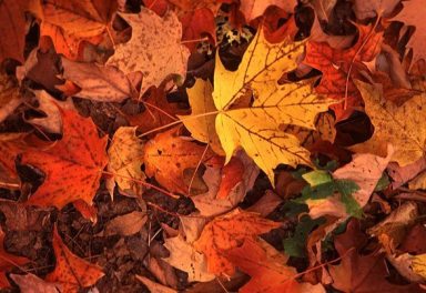 leaves
