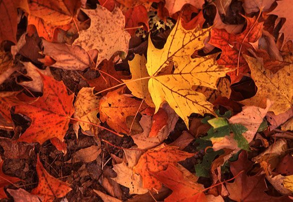 leaves