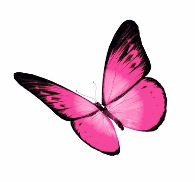 magentabutterfly