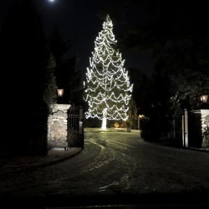 manhassettree