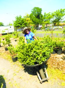 manorhavenplant 072617c 768x1024 1