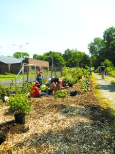 manorhavenplant 072617e 768x1024 1