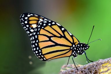 monarch-3184372_1280