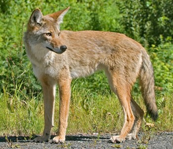 ncspca coyote