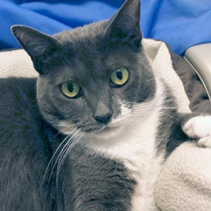 Many Cats, including "Penny Lane," are available for adoption at North Shore Animal League America.