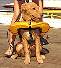 oysterbay 2012 05 uscg dog 1