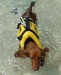 oysterbay 2012 05 uscg dog 4