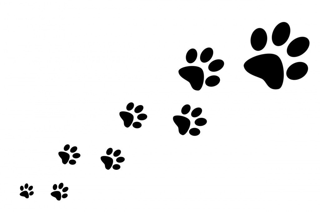 paw-prints