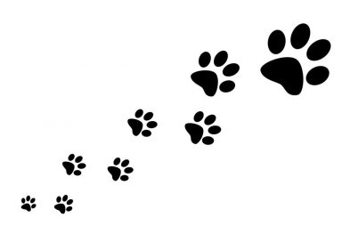 paw-prints